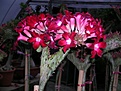 Нажмите на изображение для увеличения.

Название:	adenium cristata 01.JPG
Просмотров:	149
Размер:	71.3 Кб
ID:	385526