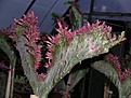 Нажмите на изображение для увеличения.

Название:	adenium cristata 02.JPG
Просмотров:	158
Размер:	76.7 Кб
ID:	385527