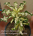 Нажмите на изображение для увеличения.

Название:	classic-variegated-superba.jpg
Просмотров:	154
Размер:	34.7 Кб
ID:	385529