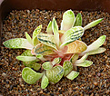 Нажмите на изображение для увеличения.

Название:	Gasteria \'Mini Orange Aide\'.jpg
Просмотров:	178
Размер:	110.9 Кб
ID:	385541