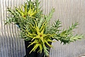 Нажмите на изображение для увеличения.

Название:	Orbeopsis_caudata_ES3415_IMG_3144.jpg
Просмотров:	139
Размер:	130.1 Кб
ID:	385600