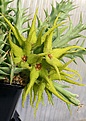 Нажмите на изображение для увеличения.

Название:	Orbeopsis_caudata_ES3415_IMG_3149.jpg
Просмотров:	137
Размер:	120.7 Кб
ID:	385601