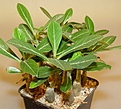 Нажмите на изображение для увеличения.

Название:	adenium_5monthes_A.jpg
Просмотров:	159
Размер:	142.4 Кб
ID:	385647