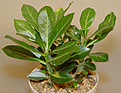 Нажмите на изображение для увеличения.

Название:	adenium_5monthes_C.jpg
Просмотров:	175
Размер:	123.1 Кб
ID:	385649