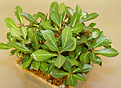 Нажмите на изображение для увеличения.

Название:	adenium_5monthes_D.jpg
Просмотров:	182
Размер:	122.8 Кб
ID:	385650