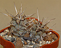 Нажмите на изображение для увеличения.

Название:	tephro_articulatus2.jpg
Просмотров:	875
Размер:	132.6 Кб
ID:	385661