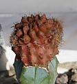 Нажмите на изображение для увеличения.

Название:	Neochilenia paucicostata rubra1.JPG
Просмотров:	274
Размер:	96.5 Кб
ID:	385706