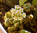 Нажмите на изображение для увеличения.

Название:	Crassula  aisensis ssp titanopsis .jpg
Просмотров:	326
Размер:	207.8 Кб
ID:	385708