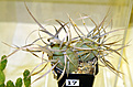 Нажмите на изображение для увеличения.

Название:	Tephrocactus articulatus GP08-19.jpg
Просмотров:	144
Размер:	95.4 Кб
ID:	385736