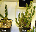 Нажмите на изображение для увеличения.

Название:	29-Austrocylindropuntia sp. (inarmata) VG674; 27-Austrocylindropuntia teres MK16a.jpg
Просмотров:	119
Размер:	118.4 Кб
ID:	385738