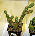 Нажмите на изображение для увеличения.

Название:	Cylindropuntia-prolifera.jpg
Просмотров:	121
Размер:	100.3 Кб
ID:	385742