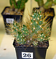 Нажмите на изображение для увеличения.

Название:	Austrocylindropuntia lagopa MK671.jpg
Просмотров:	197
Размер:	137.0 Кб
ID:	385748