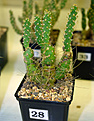 Нажмите на изображение для увеличения.

Название:	Austrocylindropuntia verschaffeltii GP08-17.jpg
Просмотров:	195
Размер:	142.4 Кб
ID:	385749