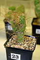 Нажмите на изображение для увеличения.

Название:	Tephrocactus-weberi-GP08-12.jpg
Просмотров:	214
Размер:	152.3 Кб
ID:	385754