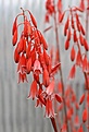 Нажмите на изображение для увеличения.

Название:	Aloe_bellatula_IMG_3244.jpg
Просмотров:	369
Размер:	74.7 Кб
ID:	385793