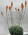 Нажмите на изображение для увеличения.

Название:	Aloe_haworthioides_IMG_3250.jpg
Просмотров:	1615
Размер:	139.0 Кб
ID:	385794