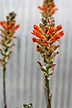 Нажмите на изображение для увеличения.

Название:	Aloe_haworthioides_IMG_3257.jpg
Просмотров:	347
Размер:	78.0 Кб
ID:	385795