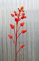 Нажмите на изображение для увеличения.

Название:	Aloe_descoingsii_IMG_3274.jpg
Просмотров:	349
Размер:	67.5 Кб
ID:	385797