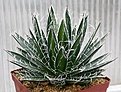 Нажмите на изображение для увеличения.

Название:	Agave_aff_filifera_IMG_3386.jpg
Просмотров:	371
Размер:	133.4 Кб
ID:	385798