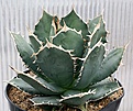 Нажмите на изображение для увеличения.

Название:	Agave_FO76_Compuerta Sierra Mixteca_IMG_3289.jpg
Просмотров:	391
Размер:	134.5 Кб
ID:	385800