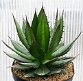 Нажмите на изображение для увеличения.

Название:	Agave_horrida_IMG_3298.jpg
Просмотров:	366
Размер:	148.8 Кб
ID:	385802