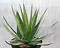 Нажмите на изображение для увеличения.

Название:	Agave_impressa_Escuinapa_IMG_3293.jpg
Просмотров:	349
Размер:	140.1 Кб
ID:	385803