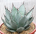 Нажмите на изображение для увеличения.

Название:	Agave_parrasana_IMG_3336.jpg
Просмотров:	352
Размер:	164.7 Кб
ID:	385809