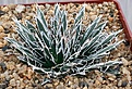 Нажмите на изображение для увеличения.

Название:	Agave_parviflora_IMG_3374.jpg
Просмотров:	356
Размер:	165.0 Кб
ID:	385811