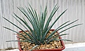 Нажмите на изображение для увеличения.

Название:	Agave_stricta_nana_Minas Asbestos_IMG_3397.jpg
Просмотров:	365
Размер:	109.9 Кб
ID:	385813