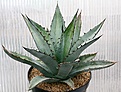 Нажмите на изображение для увеличения.

Название:	Agave_titanota_Rancho Tambor_IMG_3281.jpg
Просмотров:	349
Размер:	129.2 Кб
ID:	385815