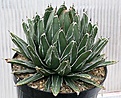 Нажмите на изображение для увеличения.

Название:	Agave_victoriae-reginae_IMG_3381.jpg
Просмотров:	364
Размер:	155.4 Кб
ID:	385818