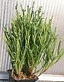 Нажмите на изображение для увеличения.

Название:	Crassula_lycopodioides_IMG_3426.jpg
Просмотров:	303
Размер:	202.6 Кб
ID:	385852