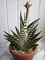 Нажмите на изображение для увеличения.

Название:	Aloe variegata.JPG
Просмотров:	357
Размер:	57.6 Кб
ID:	385898