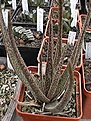 Нажмите на изображение для увеличения.

Название:	aloe_albiflora.jpg
Просмотров:	345
Размер:	217.7 Кб
ID:	385900