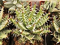 Нажмите на изображение для увеличения.

Название:	Aloe erinacea.jpg
Просмотров:	336
Размер:	83.5 Кб
ID:	385903