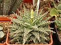 Нажмите на изображение для увеличения.

Название:	Aloe hawortioides x Aloe descoingsii.jpg
Просмотров:	352
Размер:	108.1 Кб
ID:	385904