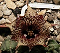 Нажмите на изображение для увеличения.

Название:	Huernia saudi arabica TM KSA 130 c6 Saudi Arabia Nr15227 ES.JPG
Просмотров:	153
Размер:	105.9 Кб
ID:	385907