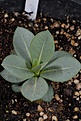 Нажмите на изображение для увеличения.

Название:	Adenium arabicum Yemen less than 3 months old_1436 copy.jpg
Просмотров:	161
Размер:	101.3 Кб
ID:	385908