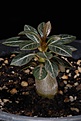 Нажмите на изображение для увеличения.

Название:	Adenium socotranum seedling less than 3 months_1433 copy.jpg
Просмотров:	176
Размер:	86.3 Кб
ID:	385909