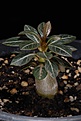 Нажмите на изображение для увеличения.

Название:	Adenium socotranum seedling less than 3 months_1433 copy.jpg
Просмотров:	158
Размер:	86.3 Кб
ID:	385909