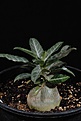 Нажмите на изображение для увеличения.

Название:	Adenium som.var.som. Northern Somalia 7 months_1438 copy.jpg
Просмотров:	171
Размер:	81.4 Кб
ID:	385910