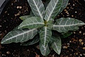 Нажмите на изображение для увеличения.

Название:	Adenium som.var.som. Northern Somalia 7 months_1439 copy.jpg
Просмотров:	177
Размер:	98.2 Кб
ID:	385911