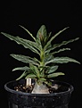 Нажмите на изображение для увеличения.

Название:	Adenium som.var.som. Northern Somalia 7 months_1441 copy.jpg
Просмотров:	173
Размер:	79.9 Кб
ID:	385912