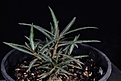 Нажмите на изображение для увеличения.

Название:	Adenium somalense var.crispum 7 months old_1443 copy.jpg
Просмотров:	175
Размер:	87.5 Кб
ID:	385913