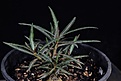 Нажмите на изображение для увеличения.

Название:	Adenium somalense var.crispum 7 months old_1443 copy.jpg
Просмотров:	158
Размер:	87.5 Кб
ID:	385913