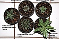 Нажмите на изображение для увеличения.

Название:	five seedlings_0176 copy.jpg
Просмотров:	182
Размер:	155.8 Кб
ID:	385914