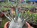 Нажмите на изображение для увеличения.

Название:	Groot mama.jpg
Просмотров:	171
Размер:	89.2 Кб
ID:	385915