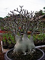 Нажмите на изображение для увеличения.

Название:	Groot mama 01.jpg
Просмотров:	173
Размер:	68.6 Кб
ID:	385916