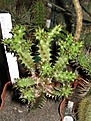 Нажмите на изображение для увеличения.

Название:	edithcolea grandis.jpg
Просмотров:	150
Размер:	61.3 Кб
ID:	385923