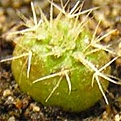 Нажмите на изображение для увеличения.

Название:	2006-06-20_Frail_chrysacantha.jpg
Просмотров:	244
Размер:	7.5 Кб
ID:	385935